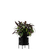 Ivo Plant Stand - 3 sizes