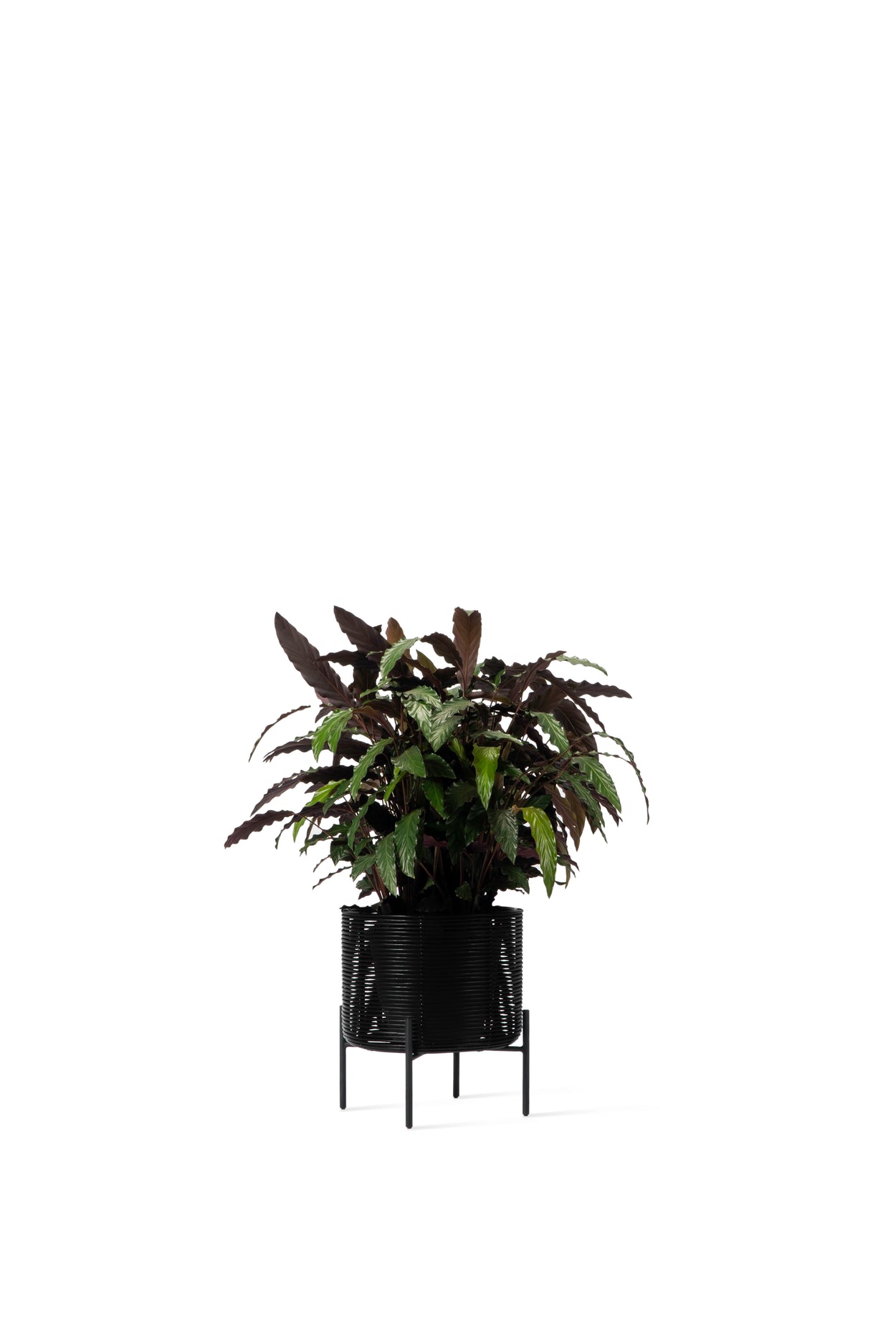 Ivo Plant Stand - 3 sizes